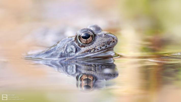 Grasfrosch (Rana temporaria) 