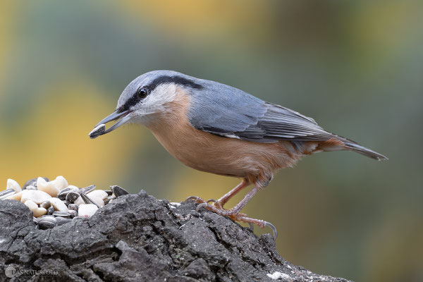 Kleiber (Sitta europaea) Bild 004 - Foto: Regine Schadach - Olympus OM-D E-M1 Mark II - M.ZUIKO DIGITAL ED 300mm F4.0 IS PRO - MC 1,4 Telekonverter