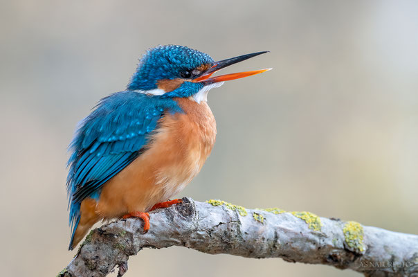 Eisvogel (Alcedo atthis) Weibchen Bild 026 - Foto: Regine Schadach - Olympus OM-D E-M1 Mark III - M.ZUIKO DIGITAL ED 300mm F4.0 IS PRO