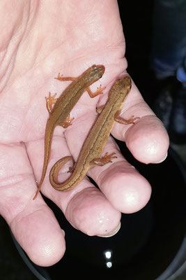 Die ersten Teichmolche (Triturus vulgaris) Foto: Birgit Krüger