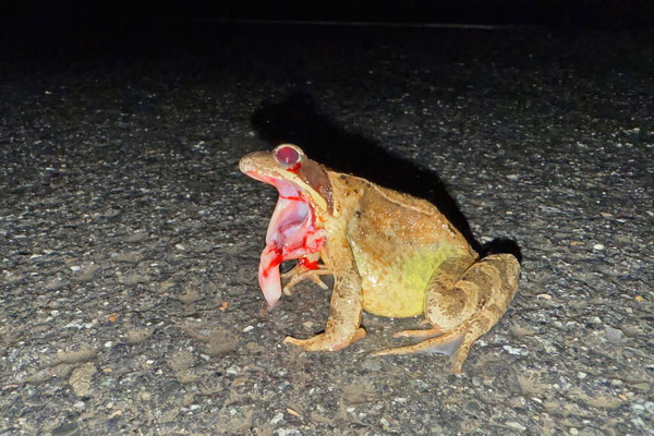 Am Strömungsdruck verendet - Grasfrosch (Rana temporaria)