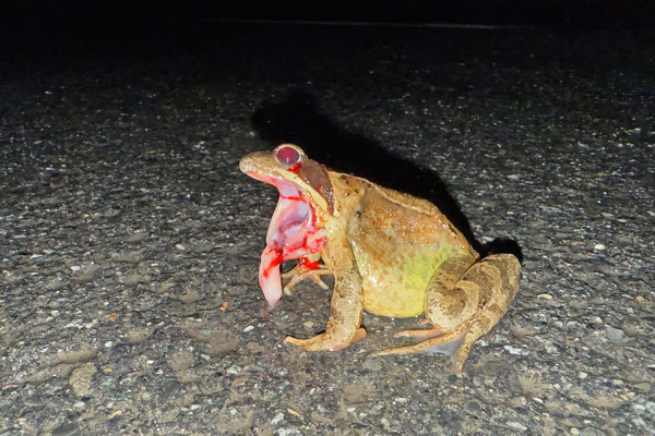 Am Strömungsdruck (BAROTRAUMA) verendet - Grasfrosch  (Rana temporaria)
