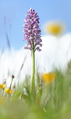 Helm-Knabenkraut (Orchis militaris) - Bild 005 - Foto: Regine Schadach