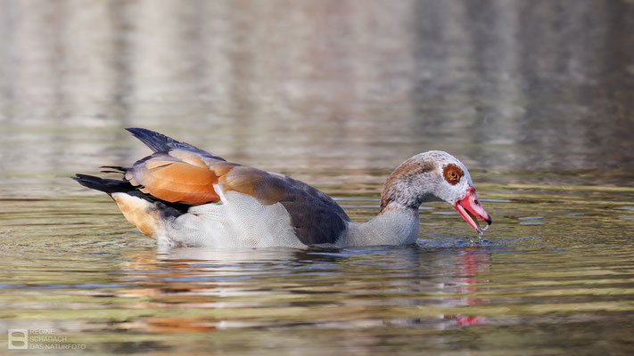 Nilgans (Alopochen aegyptiaca) - Bild 016