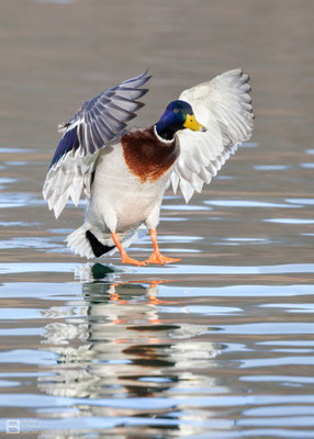 Stockente (Anas platyrhynchos) 