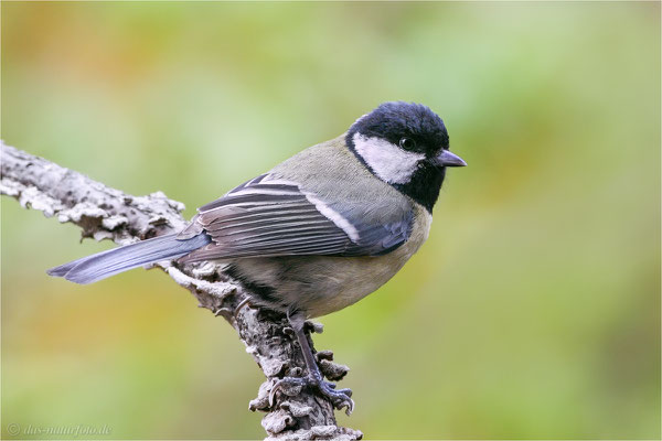 Kohlmeise (Parus major)  Bild 008 Foto: Regine Schadach - Canon EOS 7D Mark II Canon EF 400mm f/5.6 L USM