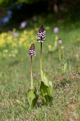 Purpur-Knabenkraut (Orchis purpurea) Bild 003 Foto: Regine Schadach