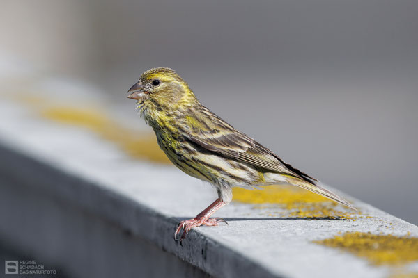 Girlitz (Serinus serinus) 