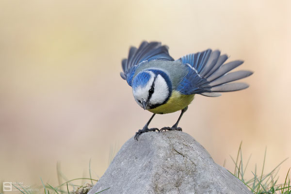 Blaumeise (Cyanistes caeruleus) Bild 039