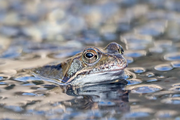 Grasfrosch (Rana temporaria) - Bild 023 - Foto: Regine Schadach - Olympus EM1 X - M.ZUIKO DIGITAL ED 150-400 mm F4.5 TC1.25x IS PRO