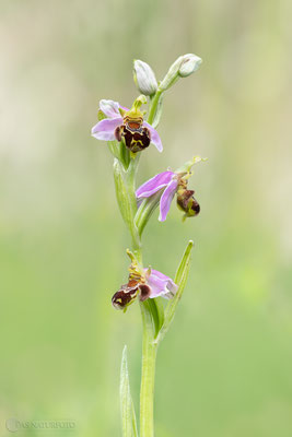 Bienen-Ragwurz (Ophrys apifera) - Bild 006 - Foto: Regine Schadach Olympus OM-D E-M1 Mark II - M.ZUIKO DIGITAL ED 40‑150mm 1:2.8 PRO 