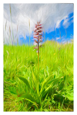 Fotomalerei - Orchidee - Purpur-Knabenkraut  -  Foto: Regine Schadach - Olympus OM-D E-M1 Mark I I - M.ZUIKO DIGITAL ED 60mm 1:2.8 Macro 
