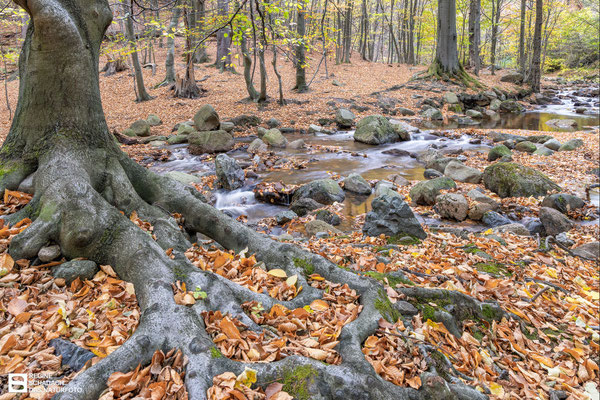 Harz / Im Ilsetal - verwurzelt ... - 29. Oktober 2022 - Foto: Regine Schadach - Canon EOS R5 - Canon RF 24-105 mm F4,0L IS USM