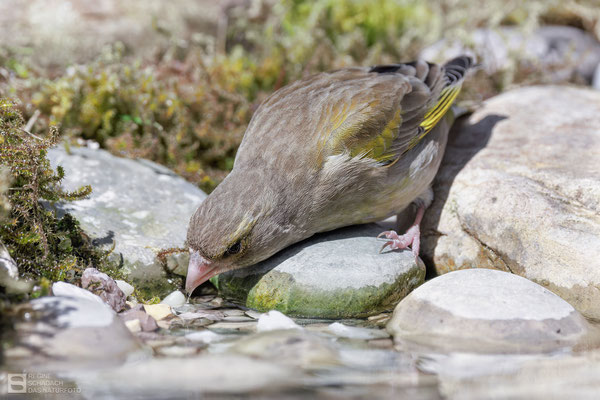 Sie hat Durst! - Grünfink (Chloris chloris) Weibchen 