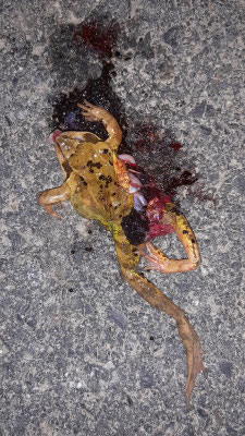 Am Strömungsdruck verendet - Grasfrosch (Rana temporaria)