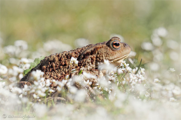 Erdkröte (Bufo bufo) wandern Bild 005 Foto: Regine Schadach - Olympus OM-D E-M5 Mark II - M.ZUIKO DIGITAL ED 40‑150mm 1:2.8 PRO 