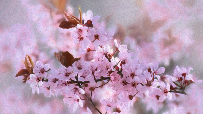 Frühlingsimpressionen / Blut-Pflaume (Prunus cerasifera var. atropurpurea)