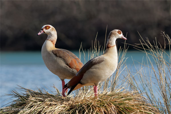 Nilgans (Alopochen aegyptiacus) - Bild 006 - Foto: Regine Schadach - Canon EOS 7D Mark II Canon EF 400mm f/5.6 L USM