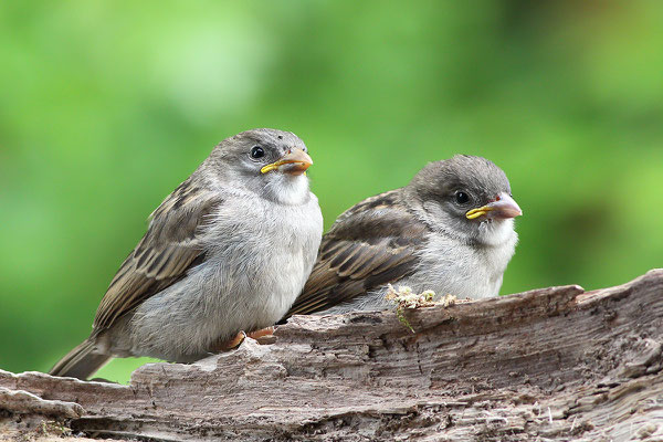 Haussperling (Passer domesticus) Jungvögel Bild 007 Foto: Regine Schadach