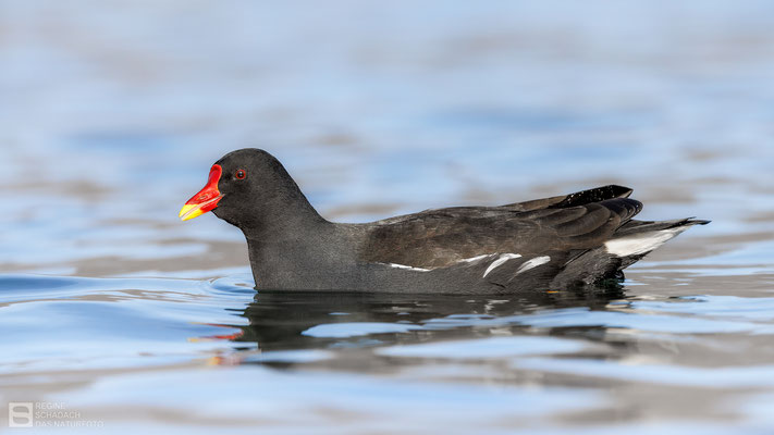Teichralle (Gallinula chloropus), auch Teichhuhn Bild 026