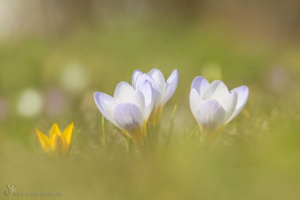 Krokusse unbestimmt (Crocus indet.) - Bild 004 - Foto: Regine Schadach - Canon EOS 5D Mark III Sigma 150mm f/2.8 Macro