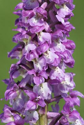 Stattliches Knabenkraut (Orchis mascula) - Bild 001 - Foto: Regine Schadach