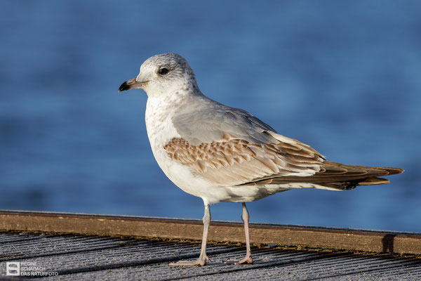 Sturmmöwe (Larus canus) 1ter Winter Bild 012 - Foto: Regine Schadach -  Canon EOS R5 - Canon RF 100-500mm F4.5-7.1 L IS USM