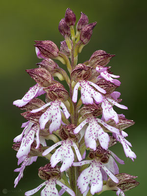  Purpur-Knabenkraut (Orchis purpurea) Bild 015 - Foto: Regine Schadach - Olympus OM-D E-M1 Mark I I- M.ZUIKO DIGITAL ED 60mm 1:2.8 Macro 