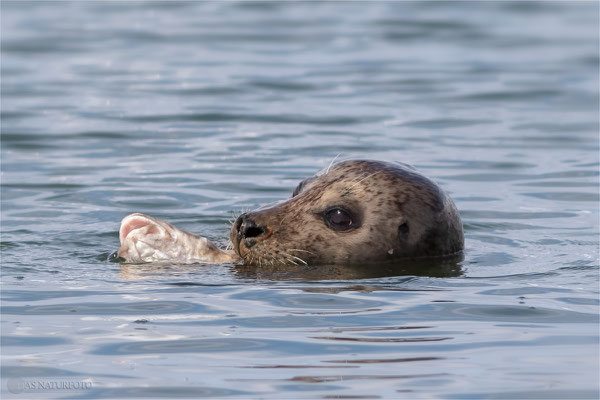 Heute gibt es Dorsch! Bild 004 Foto: Regine Schulz Schulz Canon EOS 7D Mark II Canon EF 400mm f/5.6 L USM