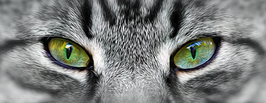 "Augen-Blicke" - Hauskatze - Foto: Regine Schadach - Olympus OM-D E-M1 Mark I I I - M.ZUIKO DIGITAL ED 40‑150mm 1:2.8 PRO 