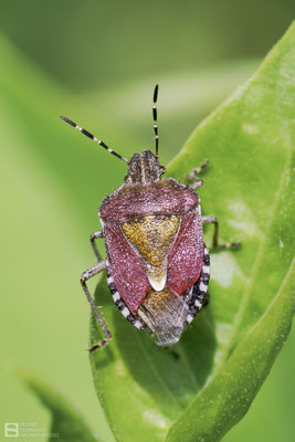 Beerenwanze (Dolycoris baccarum) 