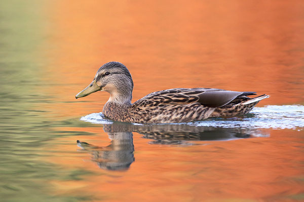 Stockente (Anas platyrhynchos) - Weibchen Bild 003 Foto: Regine Schadach