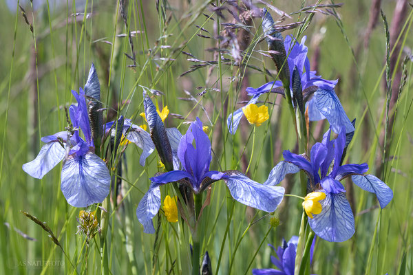 Sibirische Schwertlilie (Iris sibirica) - Bild 010  - Foto: Regine Schadach - Olympus OM-D E-M1 Mark II - M.ZUIKO DIGITAL ED 60mm 1:2.8 Macro 