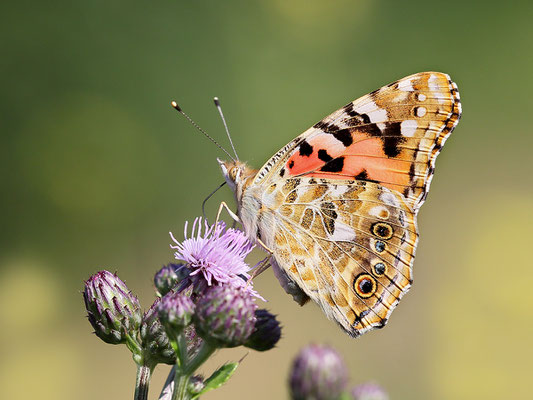 Distelfalter (Vanessa cardui) Bild 002 Foto: Regine Schadach