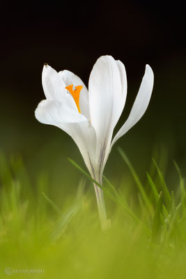 Krokus (unbestimmt) (Crocus indet.) Bild 012 - Foto: Regine Schadach - Olympus OM-D E-M1 Mark I - M.ZUIKO DIGITAL ED 40‑150mm 1:2.8 PRO 