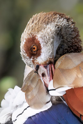 Nilgans (Alopochen aegyptiaca) - Bild 010