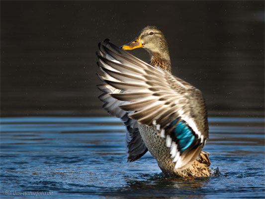 Stockente (Anas platyrhynchos) Weibchen - Bild 026 - Foto: Regine Schadach - Canon EOS 7D Mark II Canon EF 400mm f/5.6 L USM