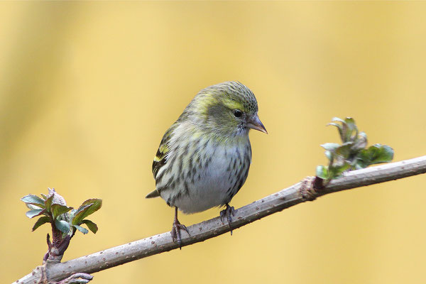 Erlenzeisig (Carduelis spinus) - Weibchen Bild 004 Foto: Regine Schadach