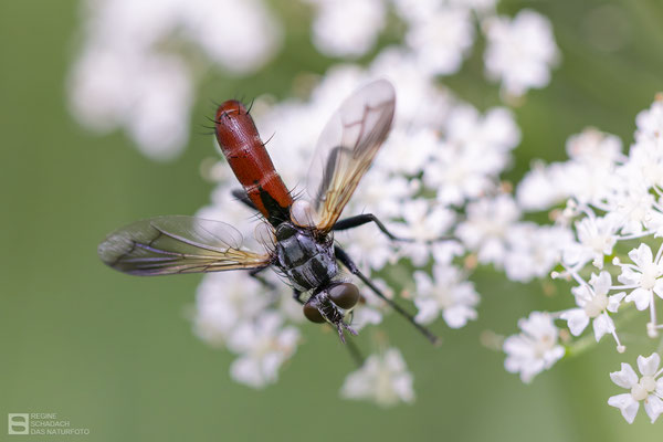 Zweifarbige Raupenfliege (Cylindromyia bicolor) 