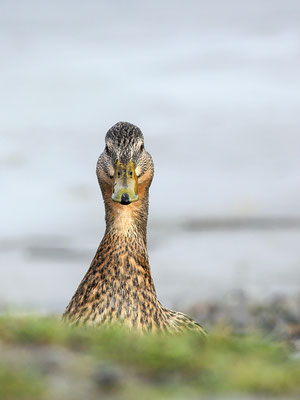 Stockente (Anas platyrhynchos) - Weibchen Bild 006 Foto: Regine Schadach