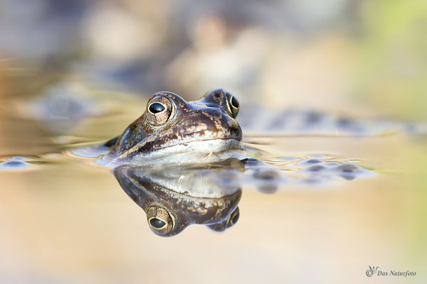 Grasfrosch (Rana temporaria) - Bild 009 - Foto: Regine Schadach - Canon EOS 5D Mark III Sigma 150mm f/2.8 Macro