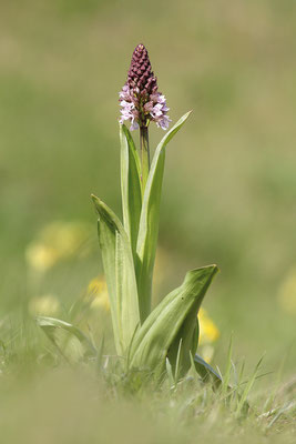 Purpur-Knabenkraut (Orchis purpurea) Bild 006 Foto: Regine Schadach