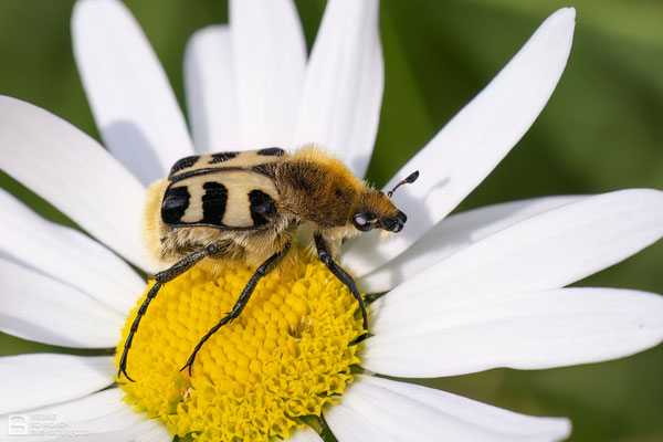 Glattschieniger Pinselkäfer (Trichius gallicus)