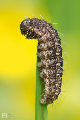 Gelbbraune Staubeule (Hoplodrina octogenaria) - halberwachsene Raupe Bild 002 -  Foto: Regine Schadach - Olympus OM-D E-M1 Mark I I - M.ZUIKO DIGITAL ED 60mm 1:2.8 Macro 