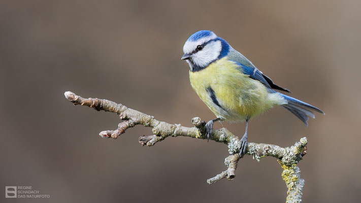 Blaumeise (Cyanistes caeruleus)