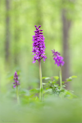 Stattliches Knabenkraut auch Manns-Knabenkraut (Orchis mascula) - Bild 015 - Foto: Regine Schadach - Canon EOS 5D Mark III Sigma 150mm f/2.8 Macro