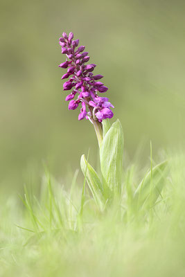 Manns-Knabenkraut (Orchis mascula) Bild 013 Foto: Regine Schadach