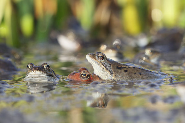 Grasfrosch (Rana temporaria) - Bild 004 - Foto: Regine Schadach - Canon EOS 5D Mark III Sigma 150mm f/2.8 Macro