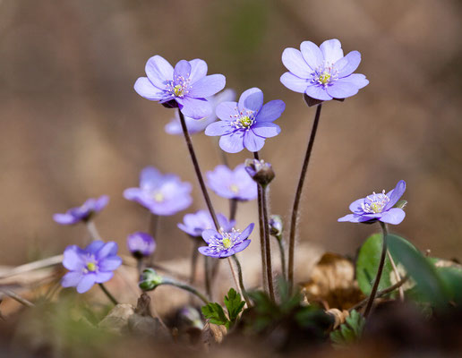 Leberblümchen (Hepatica nobilis) Bild 004 Foto: Regine Schadach
