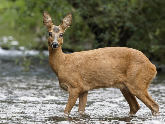 Reh (Capreolus capreolus) Bild 002 - Foto: Regine Schadach Canon EOS 7D Mark II Canon EF 400mm f/5.6 L USM